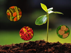 محفزات النمو النباتية