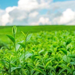 green-tea-bud-leaves-green-tea-plantations-morning_335224-955
